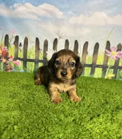AKC Cannon, a male Miniature Dachshund for sale in Bonne Terre, MO – 6 of 10