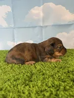 AKC Cannon, a male Miniature Dachshund for sale in Bonne Terre, MO – Photo 3 of 10