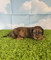 AKC Cannon, a male Miniature Dachshund for sale in Bonne Terre, MO – Photo 6 of 10