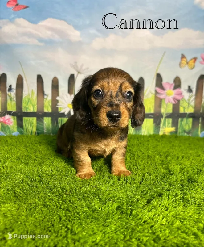 AKC Cannon – Miniature Dachshund puppy for sale in Bonne Terre, MO