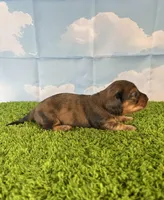 AKC Cannon, a male Miniature Dachshund for sale in Bonne Terre, MO – Photo 7 of 10
