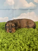 AKC Cannon, a male Miniature Dachshund for sale in Bonne Terre, MO – Photo 2 of 10
