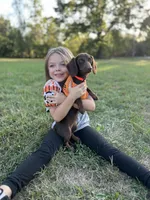 AKC Cannon, a male Miniature Dachshund for sale in Bonne Terre, MO – Photo 9 of 10
