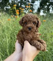 Rocco , a male Poodle - Toy  for sale in Bonne Terre, MO – 7 of 8