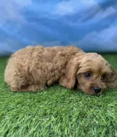 APRI Atlas , a male Cavapoo for sale in Bonne Terre, MO – 3 of 10