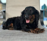 AKC Cinch , a male Miniature Dachshund for sale in Bonne Terre, MO – 7 of 8