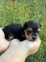 Dottie, a female Yorkshire Terrier for sale in Bonne Terre, MO – 2 of 8