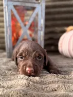 AKC Benny, a male Miniature Dachshund for sale in Bonne Terre, MO – 5 of 8