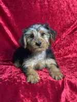 APRI Handsome Hank, a male Yorkshire Terrier for sale in Bonne Terre, MO – 1 of 6