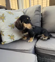 AKC Sutton , a male Miniature Dachshund for sale in Bonne Terre, MO – 2 of 10