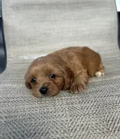 APRI Tessa , a female Cavapoo for sale in Bonne Terre, MO – 10 of 10