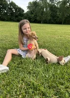 AKC Rowdy , a male Miniature Dachshund for sale in Bonne Terre, MO – 5 of 8