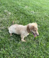 AKC Rowdy , a male Miniature Dachshund for sale in Bonne Terre, MO – 7 of 8
