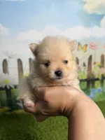 AKC Pebbles, a male Pomeranian for sale in Bonne Terre, MO – 4 of 8