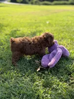 Luca , a male Poodle - Miniature  for sale in Bonne Terre, MO – 6 of 6