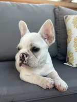 AKC Pearl , a female French Bulldog for sale in Bonne Terre, MO – 7 of 8
