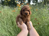Rex, a male Poodle - Toy  for sale in Bonne Terre, MO – 8 of 8