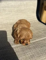 APRI August , a male Cavapoo for sale in Bonne Terre, MO – 6 of 8