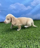 AKC Cash, a male Miniature Dachshund for sale in Bonne Terre, MO – 8 of 9