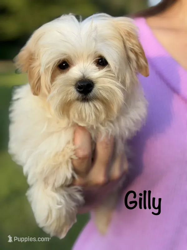 Gilly  – Maltipoo puppy for sale in Bonne Terre, MO