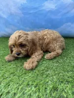 APRI Atlas , a male Cavapoo for sale in Bonne Terre, MO – 5 of 10