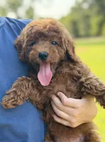 Lainey , a female Poodle - Miniature  for sale in Bonne Terre, MO – 3 of 6