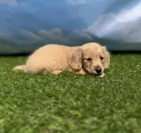 AKC Patton, a male Miniature Dachshund for sale in Bonne Terre, MO – 3 of 10