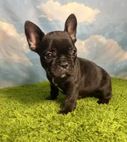 AKC Jada, a female French Bulldog for sale in Bonne Terre, MO – 6 of 8
