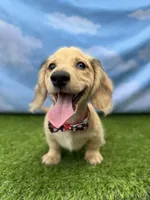 AKC Stetson , a male Miniature Dachshund for sale in Bonne Terre, MO – 2 of 10