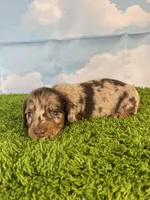 AKC Boone, a male Miniature Dachshund for sale in Bonne Terre, MO – Photo 3 of 10