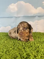 AKC Boone, a male Miniature Dachshund for sale in Bonne Terre, MO – Photo 4 of 10