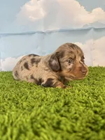 AKC Boone, a male Miniature Dachshund for sale in Bonne Terre, MO – Photo 2 of 10