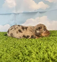 AKC Boone, a male Miniature Dachshund for sale in Bonne Terre, MO – Photo 5 of 10