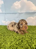 AKC Boone, a male Miniature Dachshund for sale in Bonne Terre, MO – Photo 6 of 10