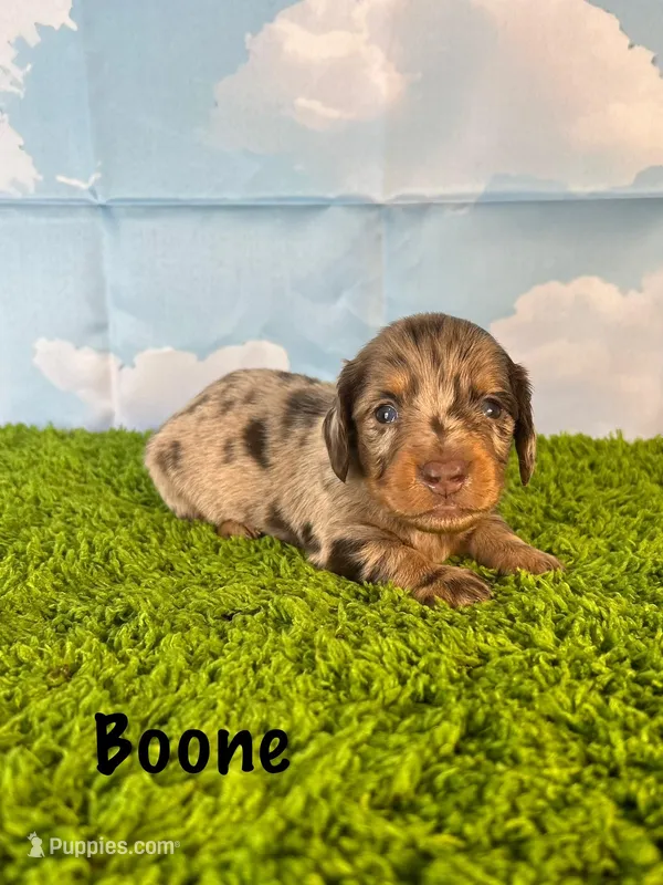 AKC Boone – Miniature Dachshund puppy for sale in Bonne Terre, MO