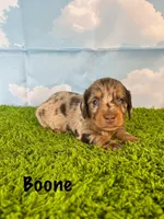 AKC Boone, a male Miniature Dachshund for sale in Bonne Terre, MO – Photo 1 of 10