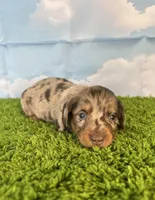 AKC Boone, a male Miniature Dachshund for sale in Bonne Terre, MO – Photo 7 of 10