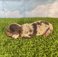 AKC Boone, a male Miniature Dachshund for sale in Bonne Terre, MO – Photo 8 of 10