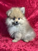 AKC Biscuit , a male Pomeranian for sale in Bonne Terre, MO – 3 of 10
