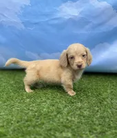 AKC Parker, a male Miniature Dachshund for sale in Bonne Terre, MO – 5 of 10