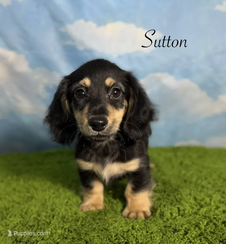AKC Sutton  – Miniature Dachshund puppy for sale in Bonne Terre, MO