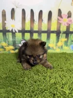 AKC Pip, a male Pomeranian for sale in Bonne Terre, MO – 9 of 10