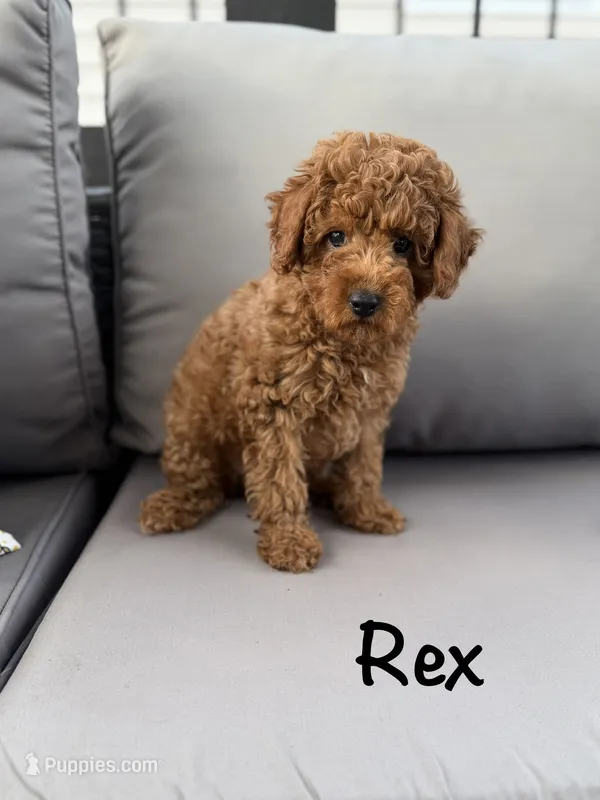 Rex – Poodle - Toy  puppy for sale in Bonne Terre, MO