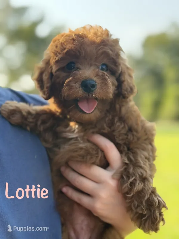 Lottie  – Poodle - Miniature  puppy for sale in Bonne Terre, MO