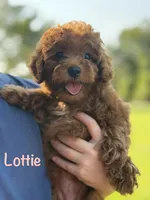 Lottie , a female Poodle - Miniature  for sale in Bonne Terre, MO – 1 of 6