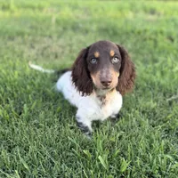 AKC Twix, a male Miniature Dachshund for sale in Bonne Terre, MO – 3 of 10
