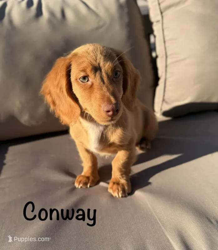 AKC Conway – Miniature Dachshund puppy for sale in Bonne Terre, MO