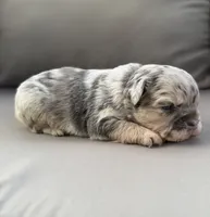 AKC Dusty, a male French Bulldog for sale in Bonne Terre, MO – 4 of 8