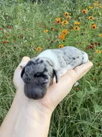 AKC Jolene , a female Miniature Dachshund for sale in Bonne Terre, MO – 3 of 10