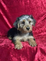 APRI Handsome Hank, a male Yorkshire Terrier for sale in Bonne Terre, MO – 4 of 6